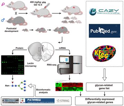 Altered expression of glycan patterns and glycan-related genes in the medial prefrontal cortex of the valproic acid rat model of autism
